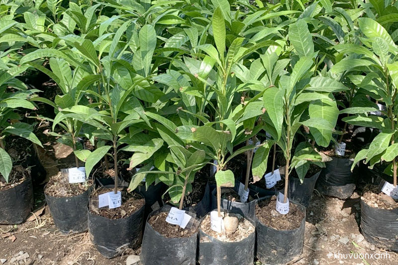 Giá bán cây trứng gà giống phụ thuộc vào nhiều yếu tố