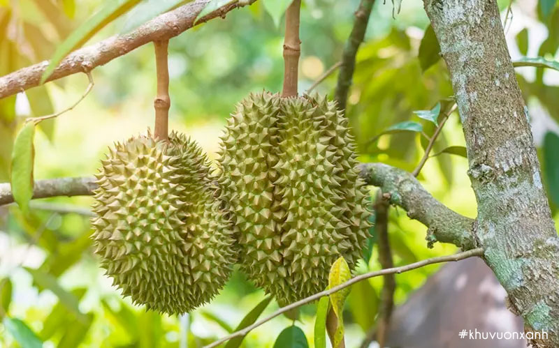 Có nên trồng sầu riêng Musangking hay không?