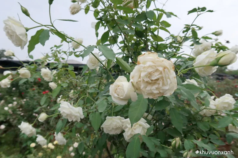 Hoa hồng Bạch ho có thể dùng để trang trí không gian