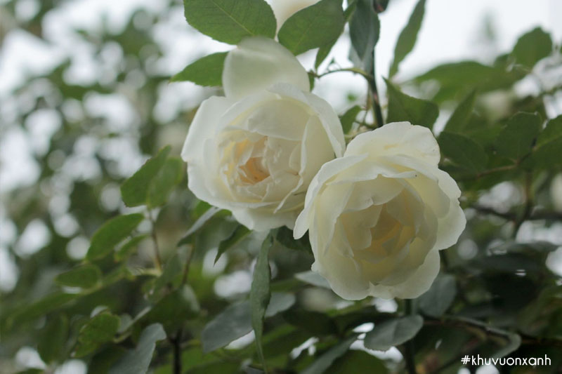 Hoa hồng Bạch ho Nam Định