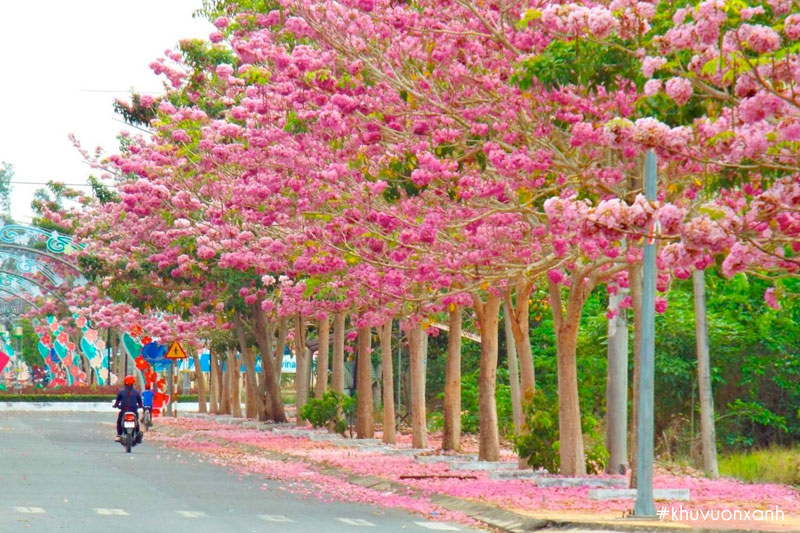 Đường hoa kèn hồng Bảo Lộc, Lâm Đồng