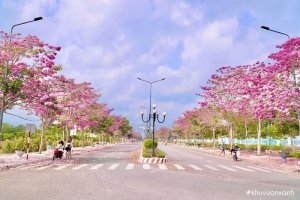 Đường hoa Kèn hồng và những địa điểm Checkin chụp ảnh hoa kèn hồng đẹp nhất