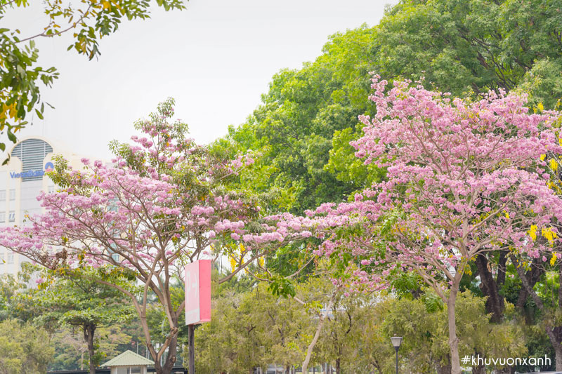 Đường hoa kèn hồng tại công viên Amata, Biên Hòa, Đồng Nai