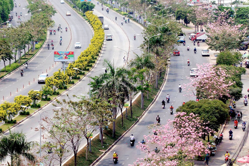 Đường hoa kèn hồng nổi tiếng tại khu vực Tp. Hồ Chí Minh