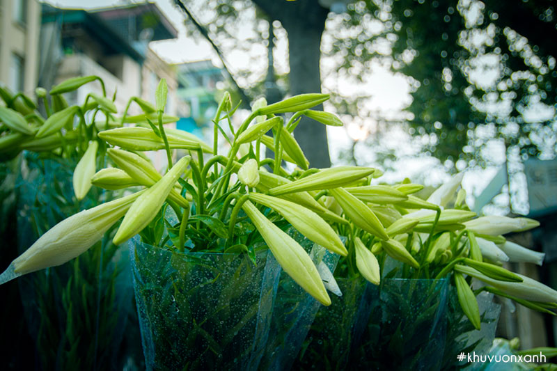 Hoa loa kèn có giá nhỉnh hơn so với các loại hoa khác trên thị trường