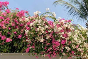 Cây Hoa giấy - Phân loại, Ý nghĩa, Tác dụng và Cách chăm sóc