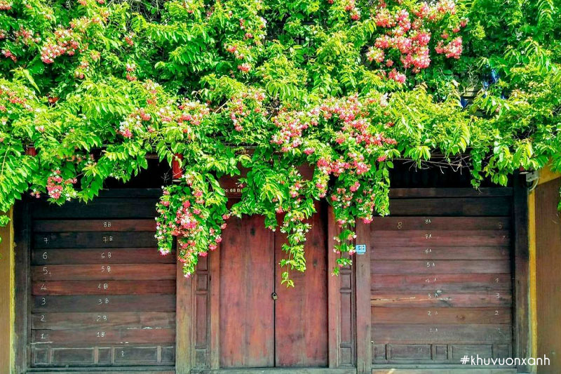 Giàn hoa Giun - hoa leo Sử quân tử trước nhà