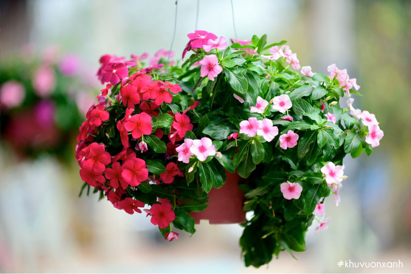 Hoa Dừa cạn rủ