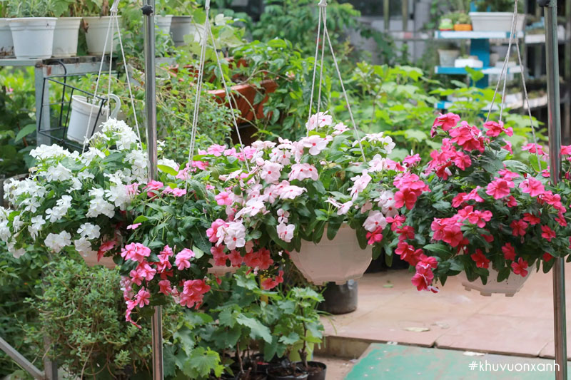 Trồng hoa Dừa cạn làm cây cảnh quan trang trí không gian