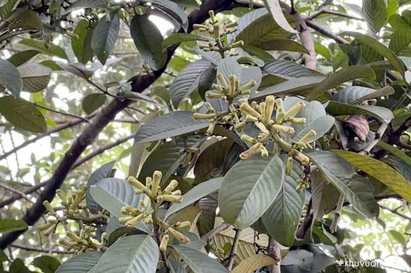 Tai chua đực chỉ có hoa và không có quả