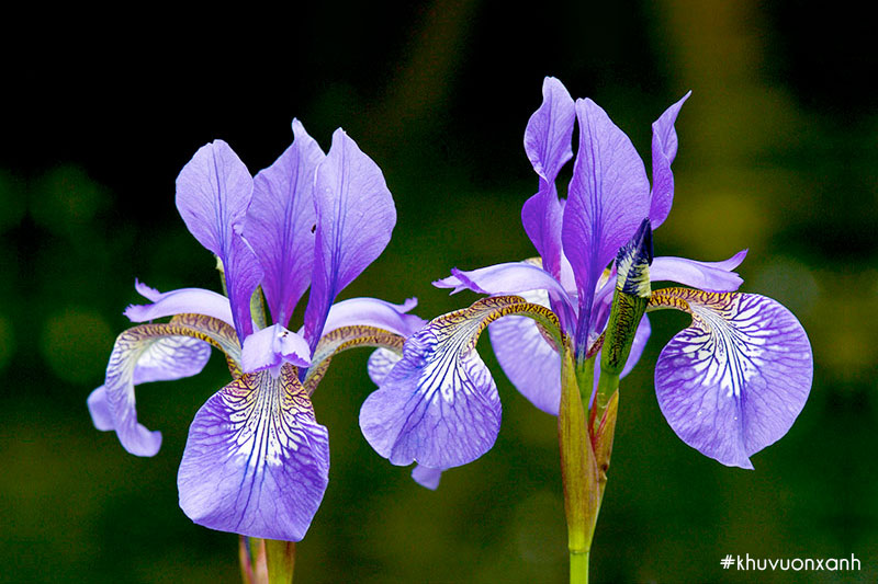 Ý nghĩa chính của hoa diên vĩ là sự dũng cảm, niềm tin và hy vọng