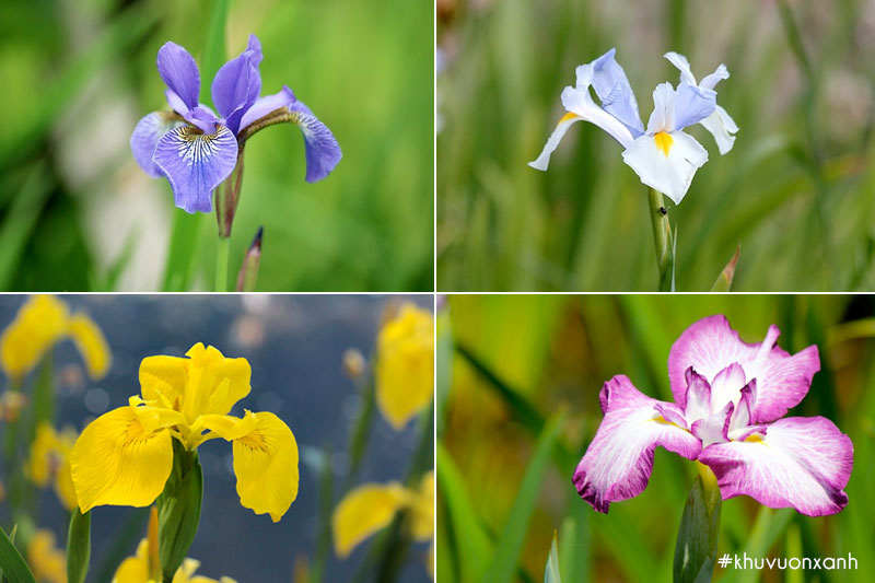 Hoa diên vĩ có tới 200 loài với nhiều màu sắc khác nhau
