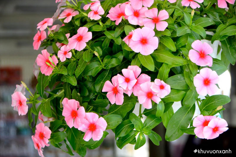 Dừa cạn ra hoa quanh năm nên được nhiều gia đình trồng tại nhà