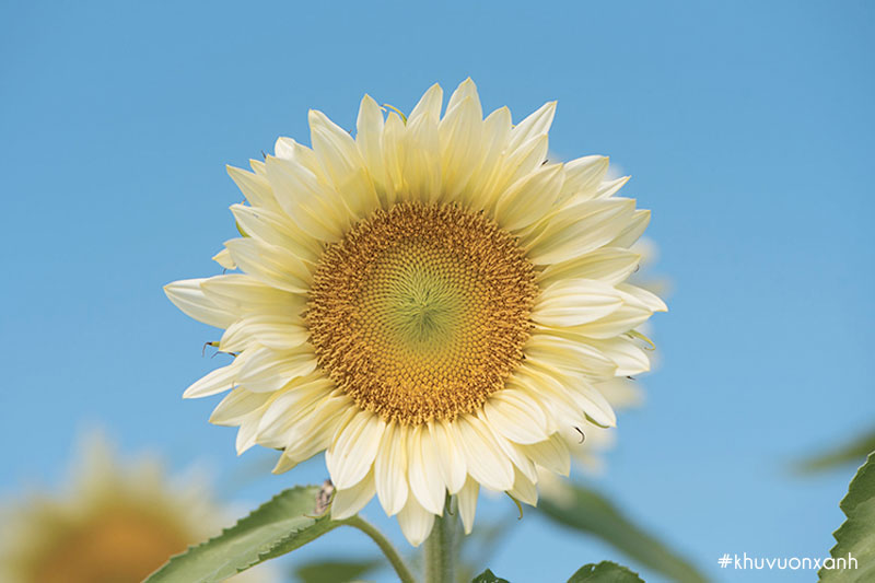 Hoa hướng dương trắng