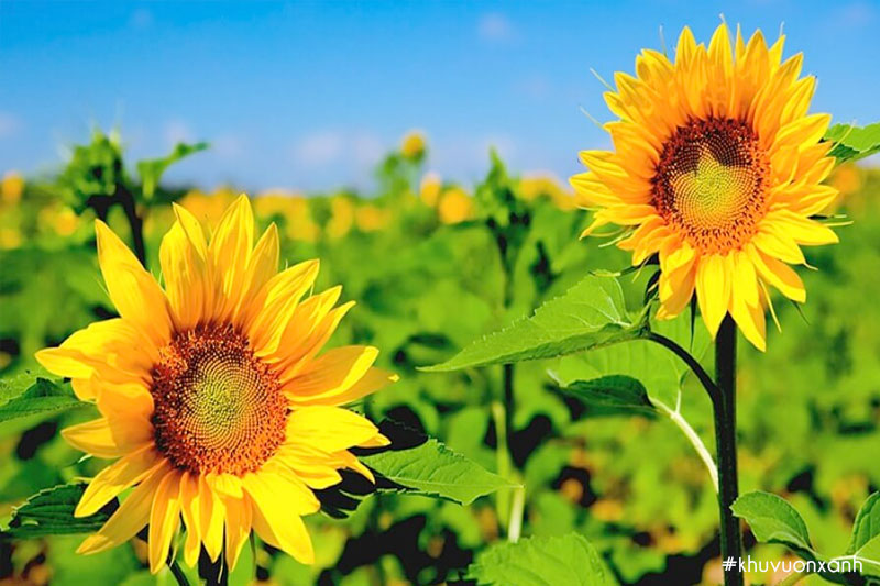 Hoa hướng dương vàng được trồng phổ biến nhất