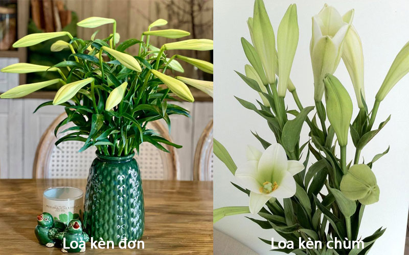 Loa kèn đơn và loa kèn chùm