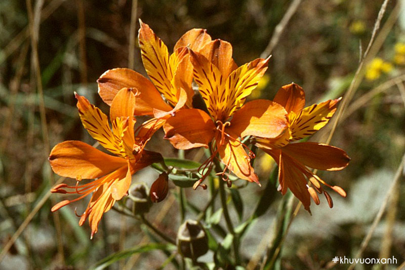 Loa ly Peru với những cánh hoa dạng sọc