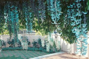 Cây hoa Móng cọp: Đặc điểm, nguồn gốc, Phân loại và Cách chăm sóc