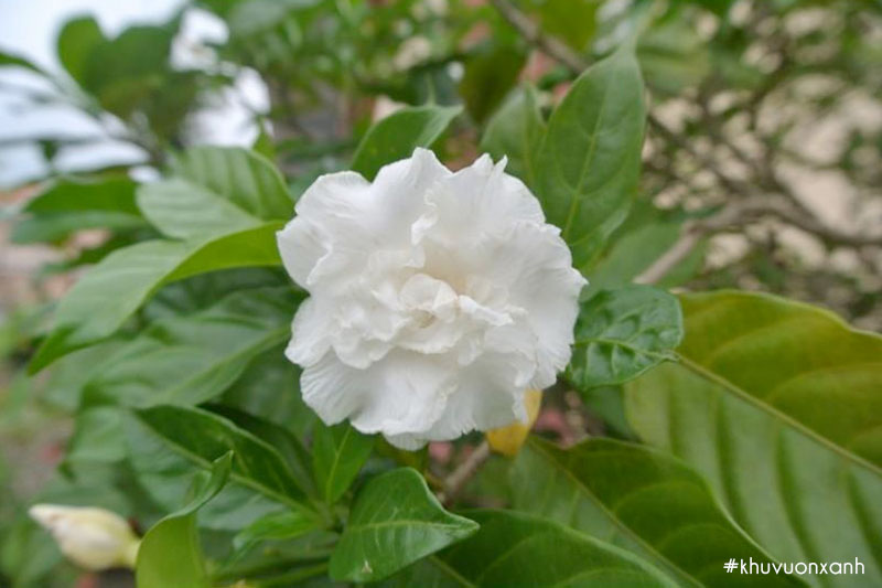 Hoa ngọc bút kép trắng tinh khôi, thơm dịu dàng