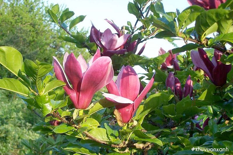 Hoa ngọc lan tím