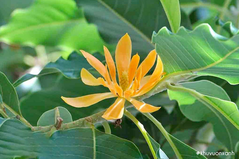 Hoa ngọc lan vàng