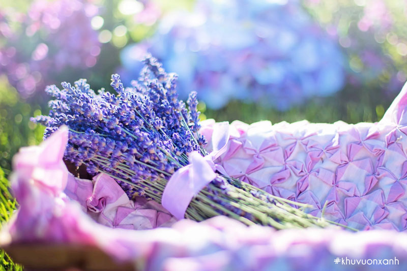 Hoa lavender được xem là biểu tượng của lòng chung thuỷ
