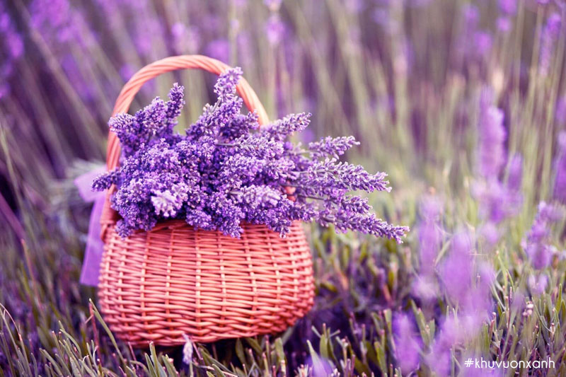 Hoa có hương thơm lưu giữ được rất lâu