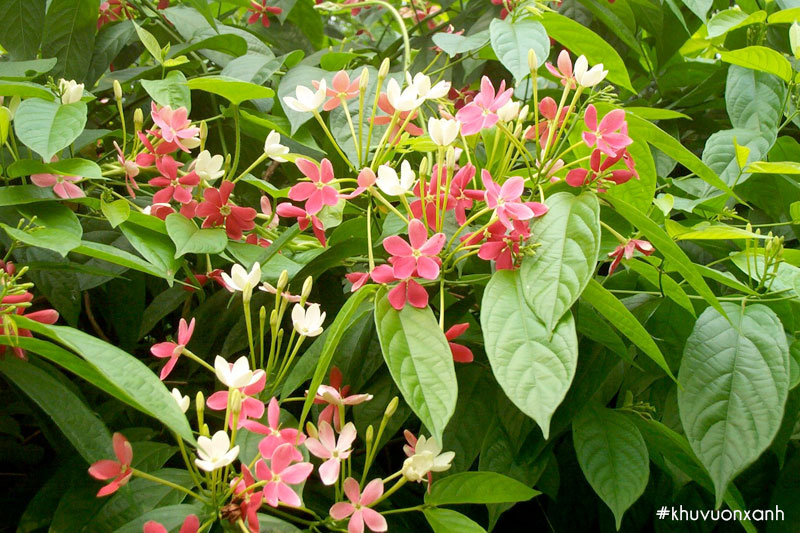 Hoa Sử quân tử cánh đơn