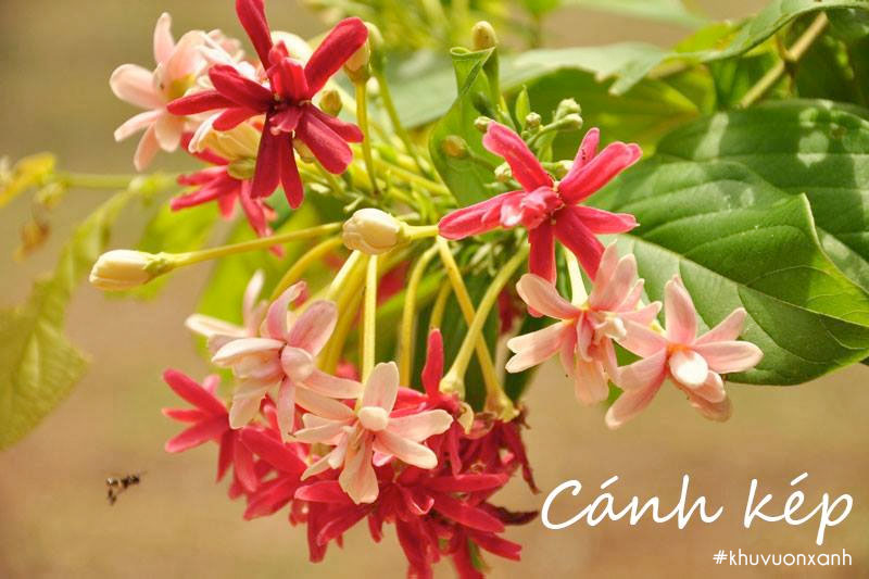 Hoa Sử quân tử cánh kép