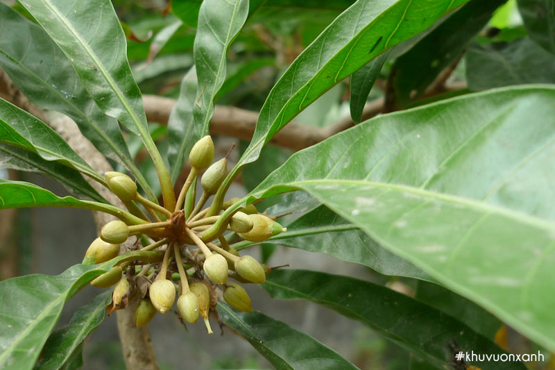 Hoa của cây trứng gà thường nở vào tháng 4 - tháng 8