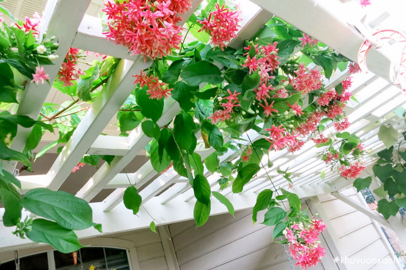 Phương pháp làm giàn hoa sử quân tử nhanh chóng