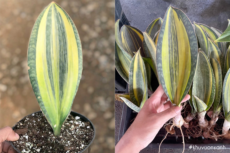Lưỡi hổ cá voi đột biến Sansevieria masoniana variegata