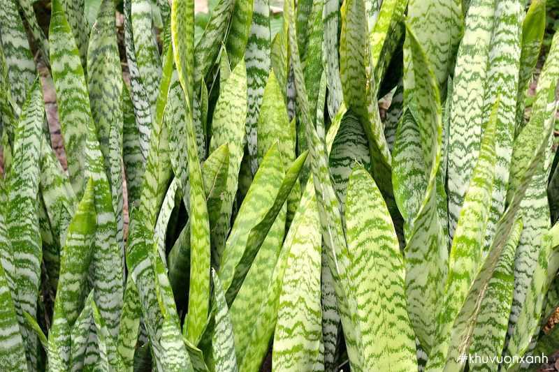 Cây lưỡi hổ cọp xanh, vĩ xám Sansevieria zeylanica
