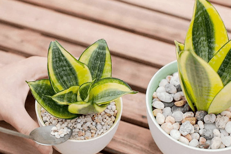 Cây lưỡi hổ thái vàng lùn