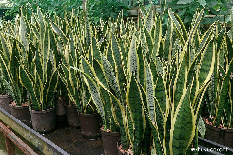 Lưỡi hổ vĩ viền lá vàng Sansevieria trifasciata laurentii