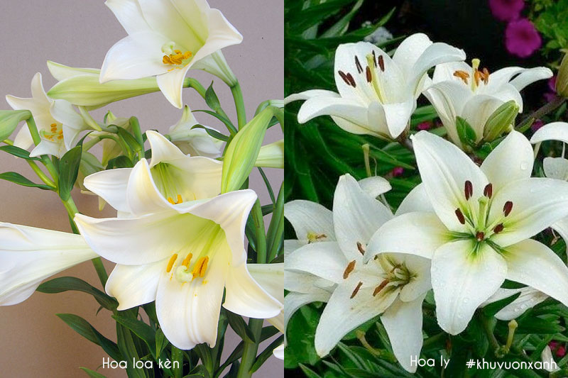 Phân biệt Hoa loa kèn và hoa ly