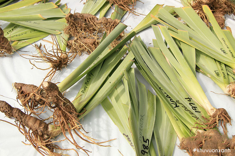 Trồng cây diên vĩ bằng phương pháp tách củ, tăng khả năng ra hoa