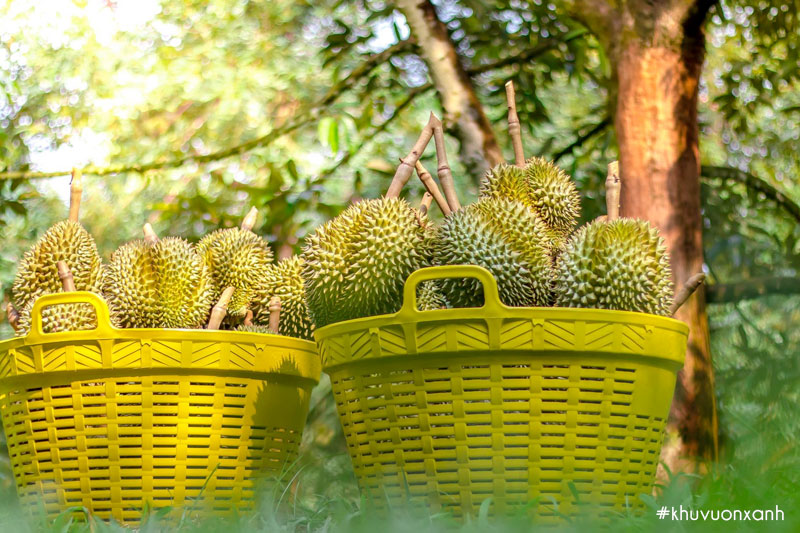 Thu hoạch sầu riêng Musang King