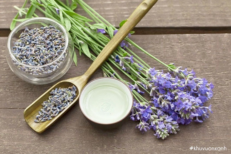 Hoa oải hương có nhiều tác dụng trong đời sống