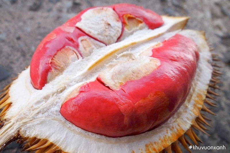 Sầu riềng Sukang ruột đỏ đặc biệt có giá bán rất đắt đỏ