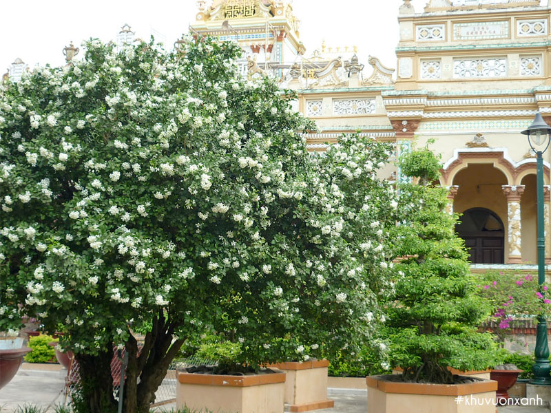 Trồng cây hoa nguyệt quế trước nhà mang lại tài lộc may mắn