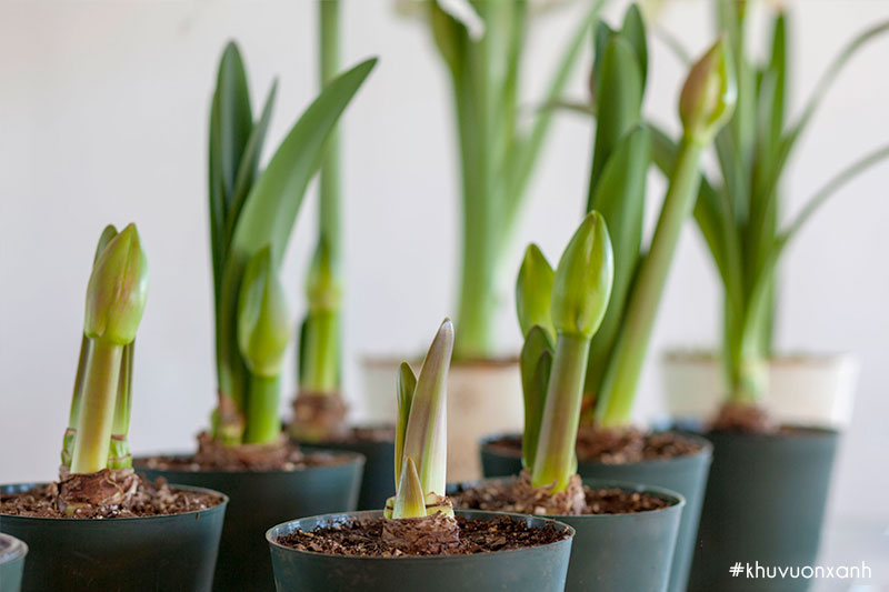 Hoa loa kèn được trồng bằng củ