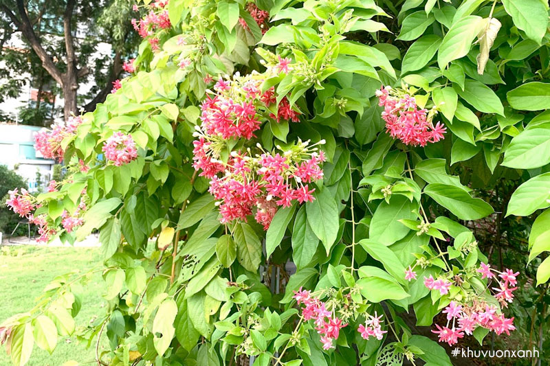 Hoa Sử quân tử mang lại may mắn lộc tài cho gia chủ