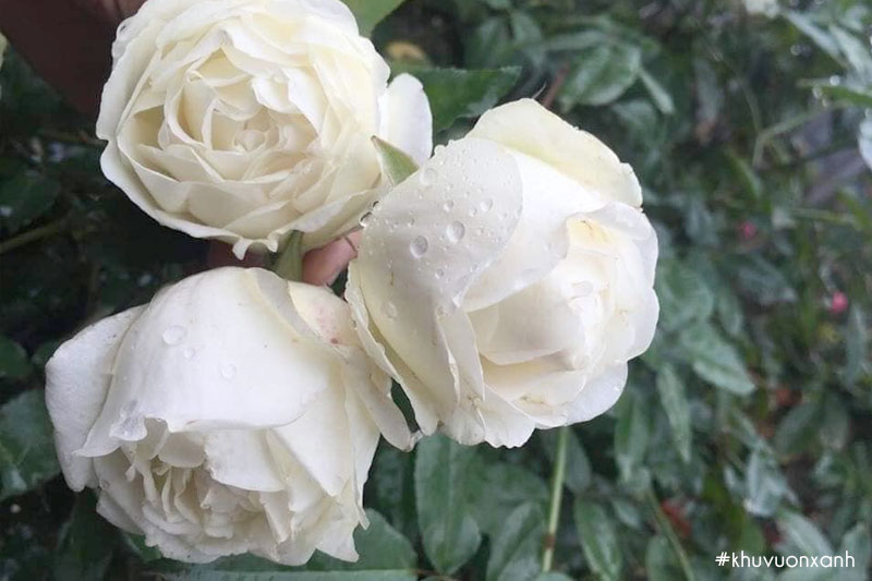 Hồng cổ Bạch ho có mùi thơm nhẹ và dễ chịu