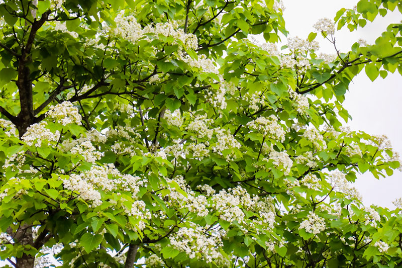 Hoa trẩu Tây Bắc nở trắng tinh khôi