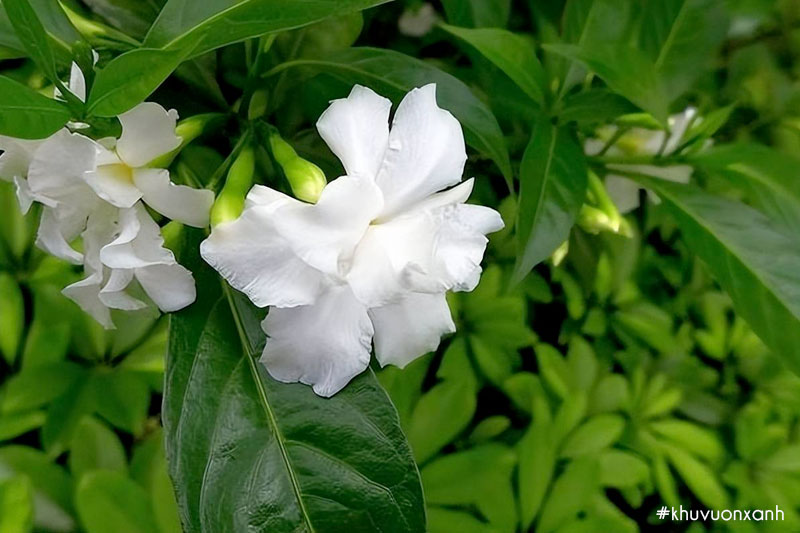 Vẻ đẹp, hương thơm của hoa ngọc bút khiến nhiều người mê đắm