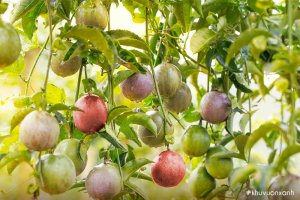 Cây chanh dây (Chanh leo) - Cách trồng và chăm sóc để cây ra sai quả