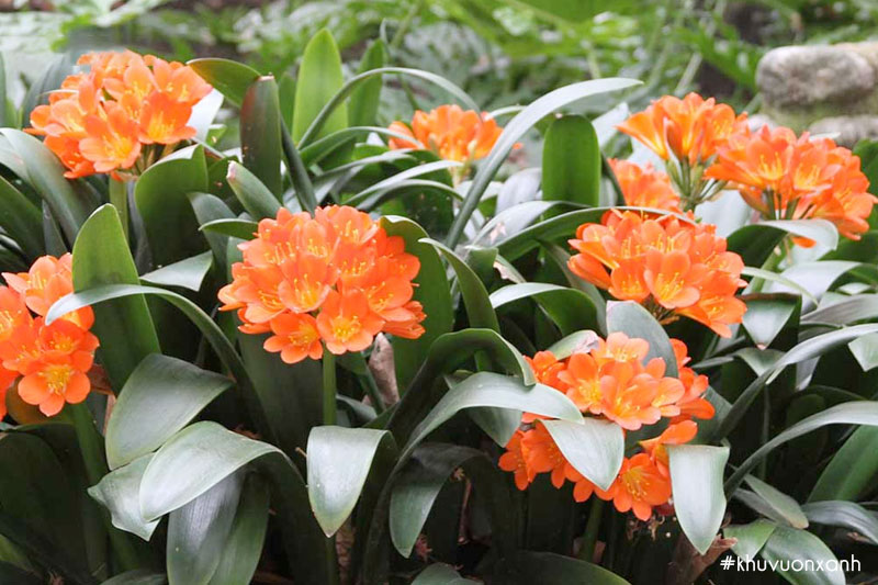 Cây Đại quân tử có tên khoa học là Clivia nobilis