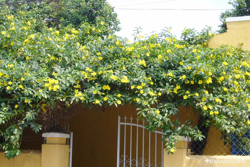 Dàn hoa hoàng anh vàng leo trước cổng nhà