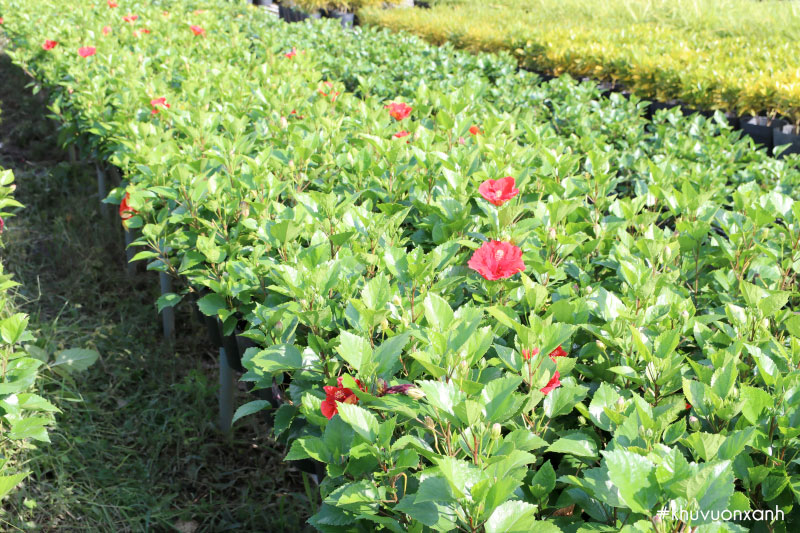 Cây giống hoa Dâm bụt tại vườn ươm